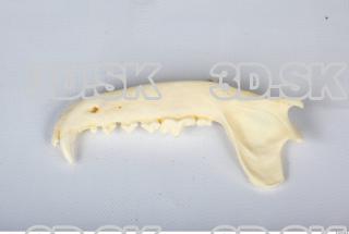 Skull Dog 0061